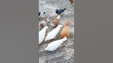 Thumbnail of Pigeon sound ❤