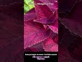 Колеус Морган Ле Фей (Morgan Le Fay coleus)
