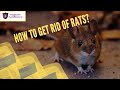 How to get rid of Rats | Home Remedies to Get Rid of Rats | Impressive Pest Control