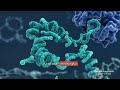 GLP-1 and Metabolic Control