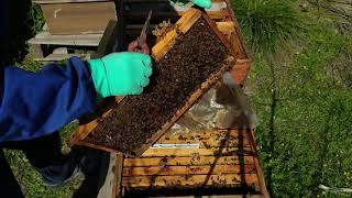 arıcılık. zayıf arıyı kata çıkardık. 11/04/2021. arıcılık nasıl yapılır.