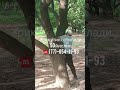 У́тин ва Ку́мир Андижон ☎️(77)-054-11-93