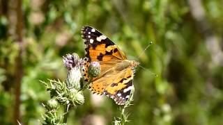 Lacellelesbordes 20150710 03