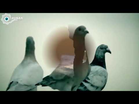 الفنان إبراهيم عوض كليب اغنية ابقي ظالم جميل ومعبر