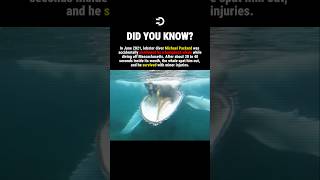 He Realised He Was Inside A Whale #history #facts