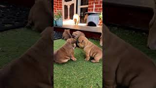 DANGEROUS PUPPY FIGHT TURN INTO KISS #shorts #frenchbulldog