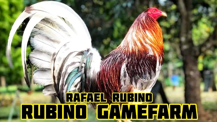 Rubino Gamefarm | Beautiful Birds in Alaminos City...