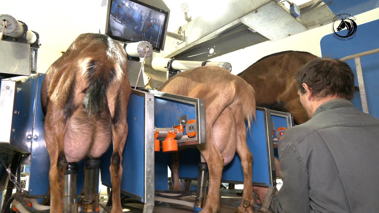 - FRANCUZ MUZE 1 000 KOZA AUTOMATSKI I PRAVI NAJBOLJI SIR -