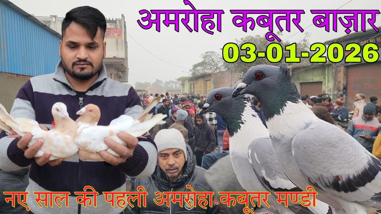 Amroha kabootar market 🕊️ 03-01-2026. अमरोहा कबूतर बाज़ार। Gola kabootar market.