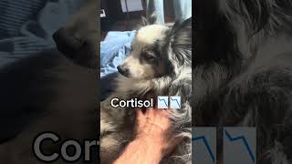 Cortisol reduced. Two high t males recovering #cortisol #testosterone #trt #bjj #lifting