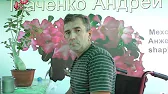 Адениумы Ткаченко