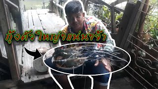 SFC 52: ตกกุ้งกลางวันแสกๆ (มีตัวกินเฉยเลย)
