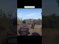 What do you do when an elephant charges at you??🤔 #wildmoment  #africananimals #elephantattack
