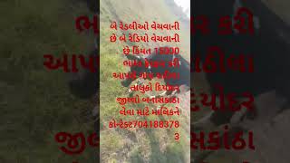 બે વાસરડી ઓ વેચવાની છે #પશુપાલન #cow #baffalo #animals #dairyherd #farming #bull #bullfarm #લેવેચ