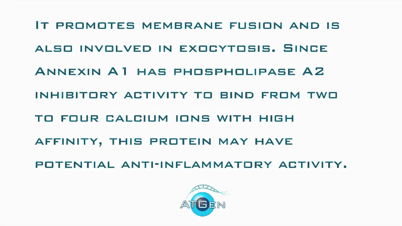 Annexin A1 Recombinant Protein