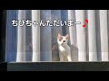 保護猫　子猫のちびちゃん　寝たきりから復活！後…一難去ってまた一難‼️