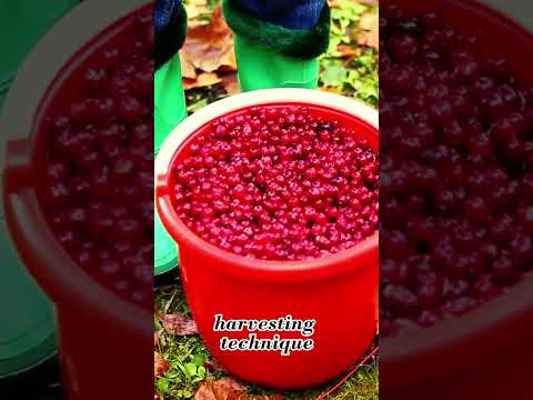 Video: Cranberry Winter Requirements: What Happens to Cranberries in Winter