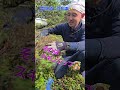 ㊗️５万回視聴【ポイント‼️✨】サツキ、ツツジの刈り込み剪定後はこんな風に花柄をしっかりとりましょう #剪定方法 #庭作業 #庭木の管理 #サツキ #ツツジ #花柄取り