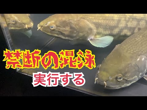 禁断の混泳 幻の古代魚アミアカルヴァを混泳させてみた - YouTube