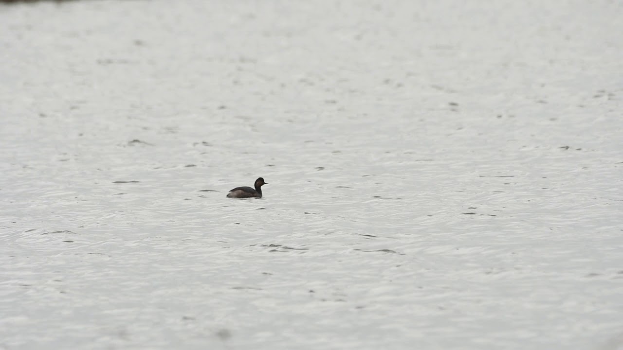 Black Necked Grebe at RSPB Rainham Marshes on 13th April 2018 