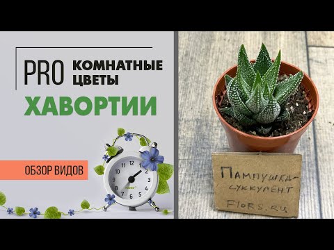 Бейне: Гавортия суккуленттерін көбейту: Гавортия өсімдіктерін тамырлау туралы біліңіз