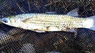 BELAJARAN MANCING BLANAK || KALI KETIWON TEGAL