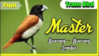 Pipit I Masteran Burung Terbaru 2021 I Semua Masteran burung lomba