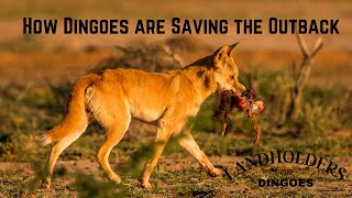 How Dingoes are Saving the Outback