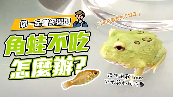 角蛙不吃怎麼辦？教導角蛙吃飯！【PACMAN TAIWAN】 - 天天要聞
