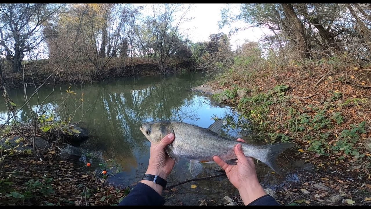 A VÉGTELEN BUSA FOGÁS - Horgászat a Ladányi-csatornán.