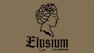 GASTRO POP from ELYSIUM CULTIVATION STRAIN REVIEW