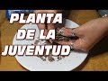 ¿CONOCES LA PLANTA DE LA JUVENTUD? ESTA LLENA DE PROPIEDADES PARA MANTENERTE JOVEN Y SAN@