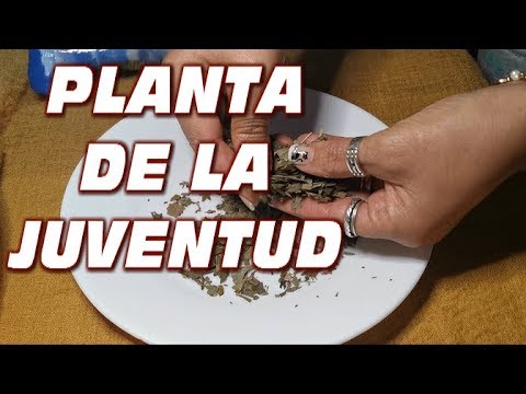 Video: ¿Qué es la planta joven?