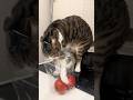 Quality control. 🍅 #cat #catvideos #kitten #smartcat #humanlikecat #weirdcats