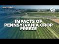 FULL | Pennsylvania seeks federal support to combat crop freeze