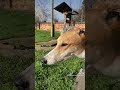 Spring is here😍🌷🌿🌼#wiosna#spring#greyhound#chart#greyhoundsinbulgaria#lovemydogs#happylife