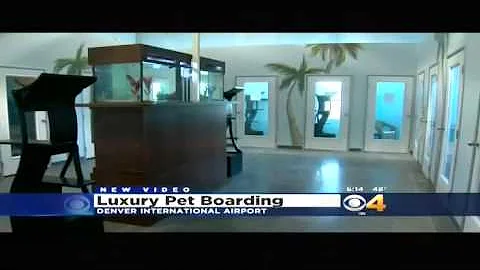 Paradise 4 Paws Denver Grand Opening on Denver CBS...