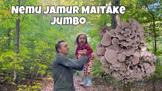 CARI JAMUR di HUTAN! NEMU MAITAKE JUMBO 🍄