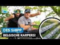 Des shipp  belgische karpers  tips  tricks