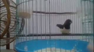 Emprit sawah jinak dan gacor, harga selangit