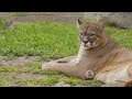 Mountain Screamer (Cougar)