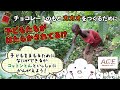 小学生から分かる！ 「児童労働（じどうろうどう）ってなに？」～チョコレートのもと、カカオ豆を子どもたちが作ってるって本当？～