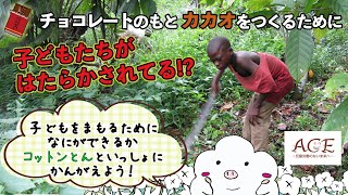 小学生から分かる！ 「児童労働（じどうろうどう）ってなに？」～チョコレートのもと、カカオ豆を子どもたちが作ってるって本当？～