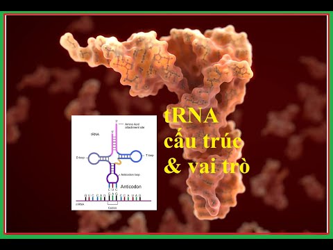 Chuyên đề 24: RNA vận chuyển (tRNA) - Đặc trưng cấu trúc & Vai trò trong dòng thông tin di truyền