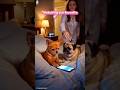 "Funny Pets Are The Best! 🐕 " #shorts #funnyanimals #animalshorts #USA