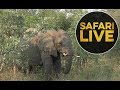 safariLIVE - Sunrise Safari - May 28, 2018