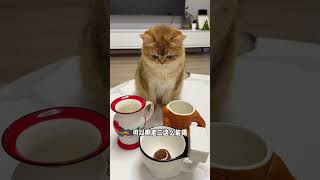 【牛奶是只猫】猫咪喝醉了会变成什么样？