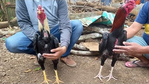 cooking traditional food to feed qaib thaib chicken, qaib dib & qaib hmoob farming in indonesia