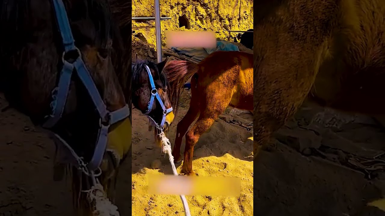 Donkeys Live Among And Horses 7