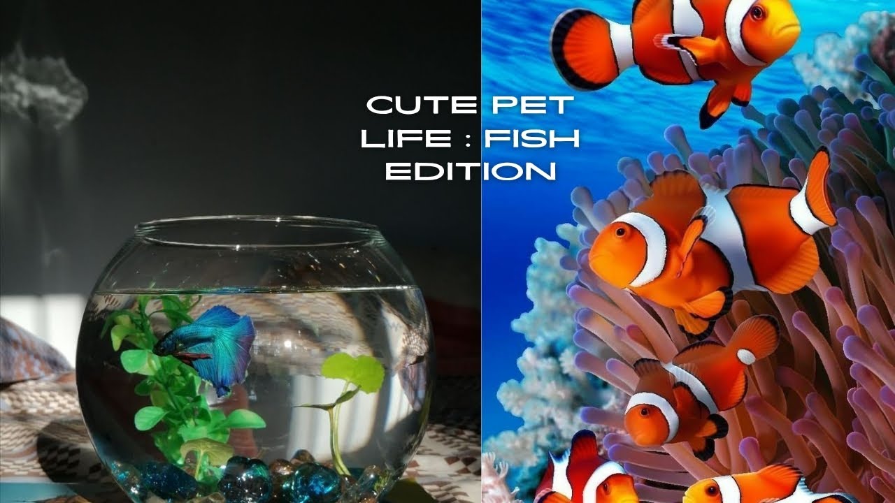FISH AS PETS Cute Videos Compilation!🐠 YouTube